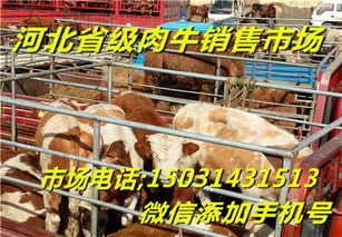 肉牛養殖廠批發零售銷售肉牛犢市場價格肉牛養殖廠