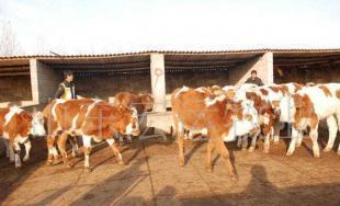 農民致富要創業,養殖肉牛 肉羊_農副產品_世界工廠網中國產品信息庫