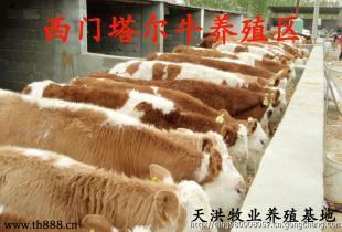 天洪牧業肉牛價格多少錢_農副產品_世界工廠網