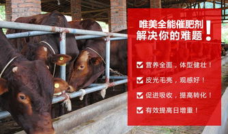 【牛羊催肥劑牛羊快速長肉王,牛羊用哪個催肥劑好?】-