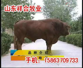 河南三門峽哪里有賣牛的三門峽有沒有賣小黃的肉牛養殖場養牛基地 山東祥合牧業大型牛羊繁育良種基地