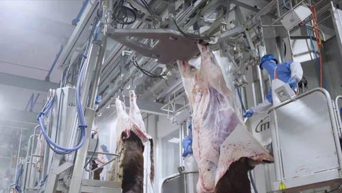 牛來了 柳疃鎮雅拉生態食品產業園進口肉牛屠宰加工能力不斷提升