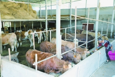 普坪鎮(zhèn)政策扶持發(fā)展肉牛養(yǎng)殖