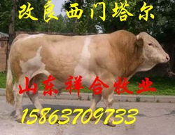 養(yǎng)殖肉牛場 養(yǎng)殖種羊場 養(yǎng)殖種牛場 養(yǎng)殖肉羊2規(guī)格型號及價格 牛羊 肉牛 黃牛 波爾山羊