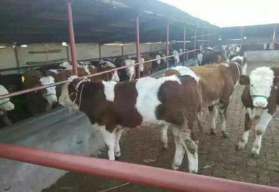 養(yǎng)牛新手最關(guān)心:怎樣挑選肉牛犢,哪種肉牛品種好