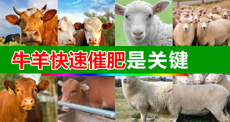 肉牛催肥吃什么長得快 肉牛催肥劑那家產(chǎn)品好