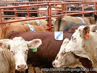 養(yǎng)殖100頭肉牛需要投資多少錢,利潤(rùn)是多少_農(nóng)副產(chǎn)品_世界工廠網(wǎng)
