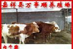 肉牛價(jià)格-肉牛多少錢一頭