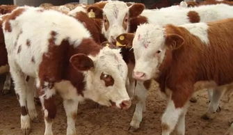 養(yǎng)肉牛什么品種好 吉林西門塔爾牛