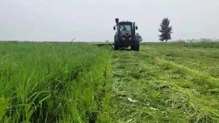京蒙協作賦能羊草產業 助力產業集群提質升級