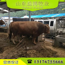 如何養肉牛好